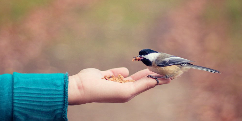İyiliğin Faydaları