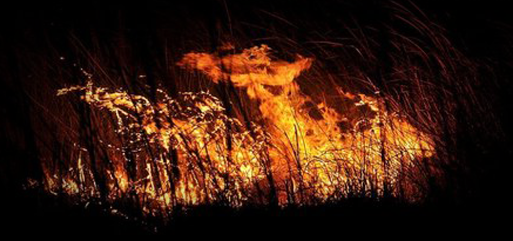 Kuş cenneti Göksu Deltası’nda yangın