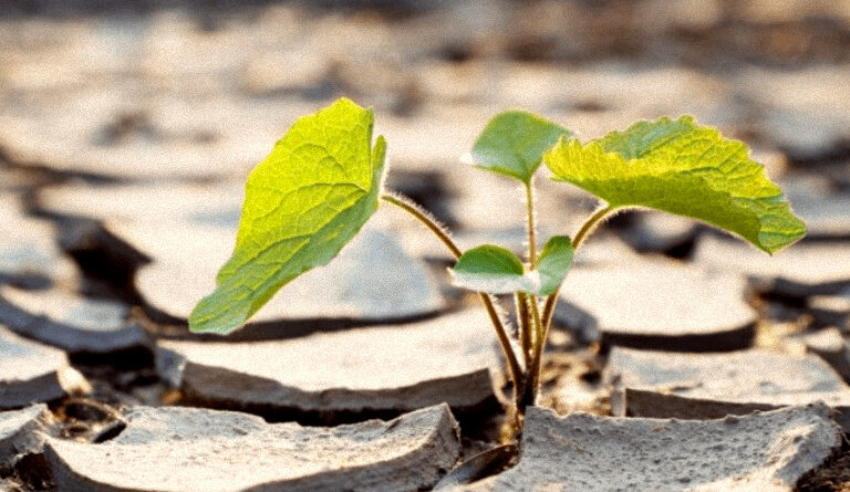 Bitkiler strese tepki veriyor