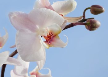 Adeta Altın Değerinde! Yasal Yoldan Salep Soğanı Nasıl Üretilir, Satılır?