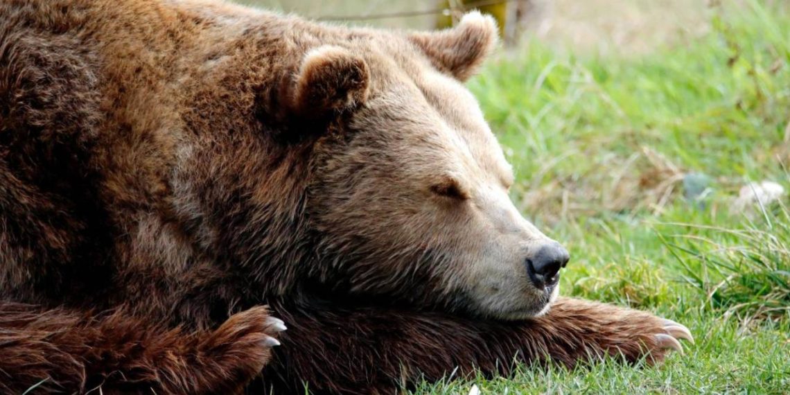 Beşerler da Kış Uykusuna Yatabilecek… Bilim İnsanları Bu Teknolojiyi Üretmeyi Başardı