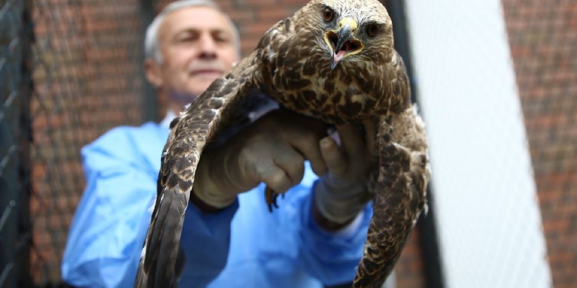 Bingöl’de Kanadına Öbür Bir Kuştan Kemik Nakledilen Şahin Uçtu