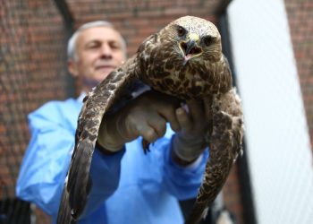 Bingöl’de Kanadına Öbür Bir Kuştan Kemik Nakledilen Şahin Uçtu