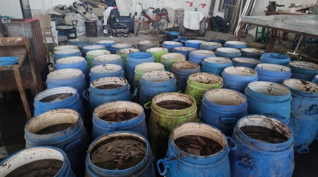 900 kilogram deniz patlıcanı denize salındı