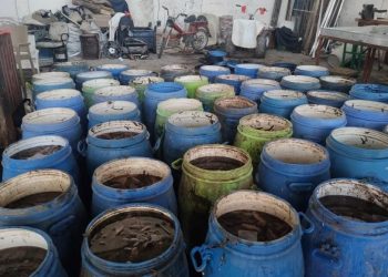 900 kilogram deniz patlıcanı denize salındı