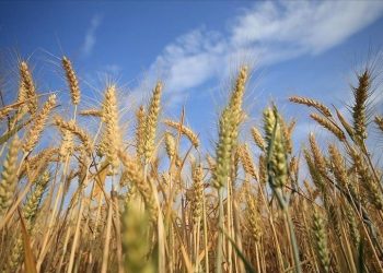 AB, 5 ülkenin Ukrayna’dan tahıl ithalatı kısıtlamasını uzattı