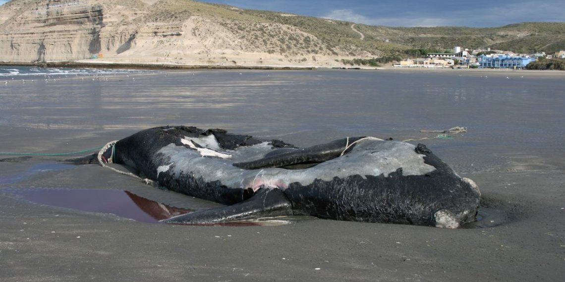 ABD’de zehirli yosunlar, yüzlerce balina ve deniz aslanının vefatına neden oldu