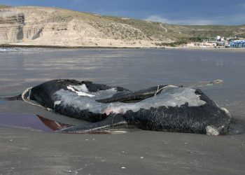 ABD’de zehirli yosunlar, yüzlerce balina ve deniz aslanının vefatına neden oldu