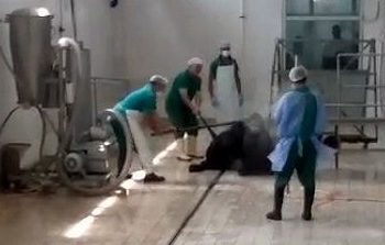 Adana’da Et ve Süt Kurumu’na bağlı tesiste hayvana eziyet