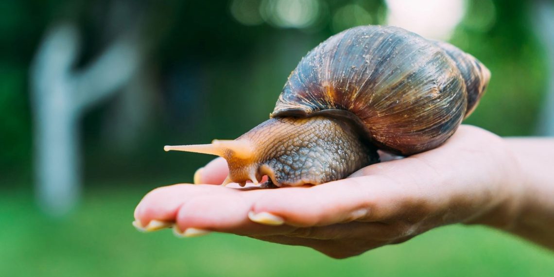Afrika salyangozu istilası sonucu karantina kararı