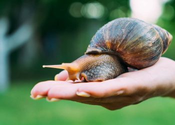 Afrika salyangozu istilası sonucu karantina kararı