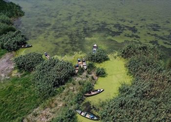 Alg patlaması nedir, ne demek? Alg patlaması neden olur?