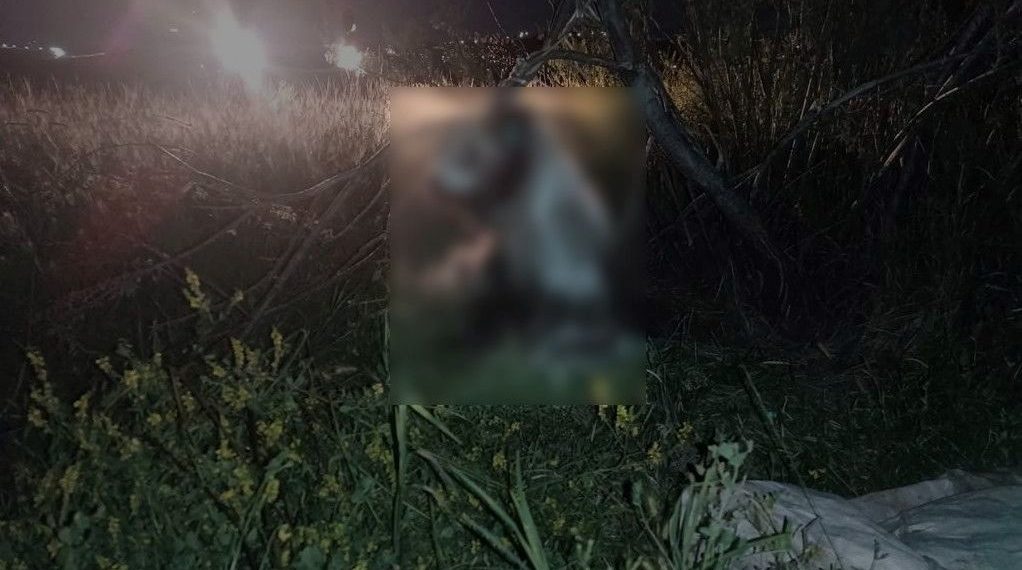 Ankara’da 17 köpek ağaca asılmış halde bulundu