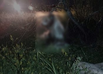 Ankara’da 17 köpek ağaca asılmış halde bulundu