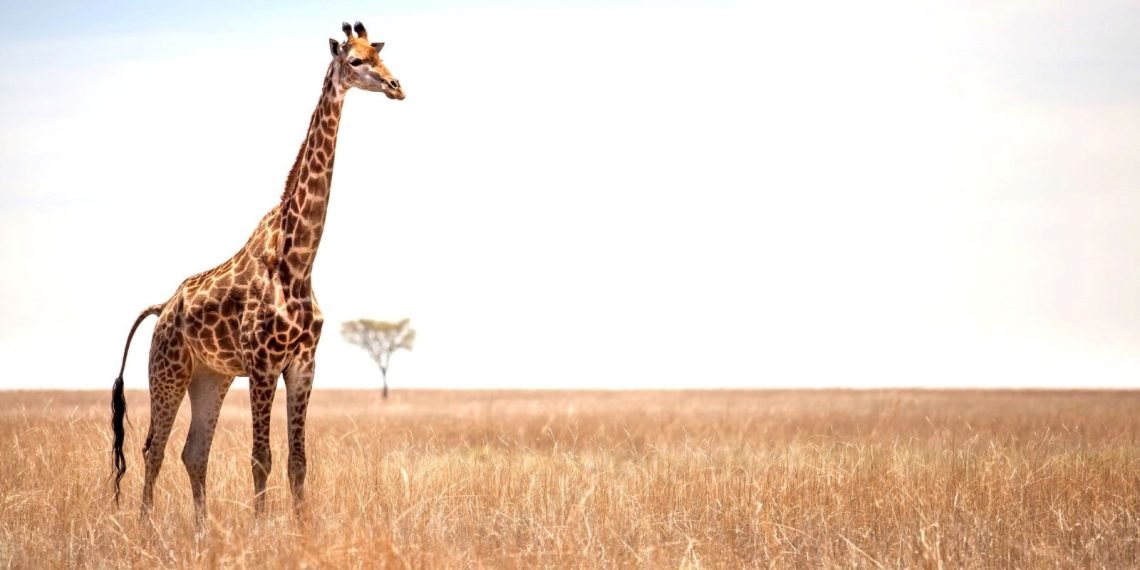 Araştırma: İklim değişikliği zürafaların hayatını tehdit ediyor