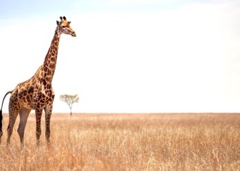 Araştırma: İklim değişikliği zürafaların hayatını tehdit ediyor