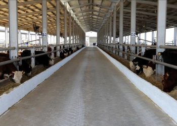 Ardahan’da şap alarmı: 99 köy karantinaya alındı