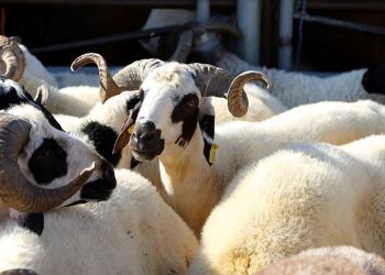 Arefe gecesi ne vakit? 2023 Kurban Bayramı arefe tarihi