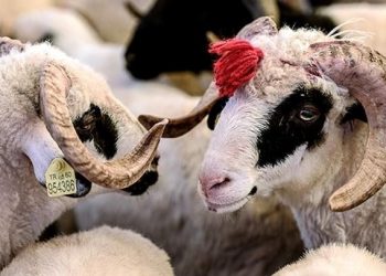 Arefe günü ne vakit? 2023 Kurban Bayramı arefesi için geri sayım