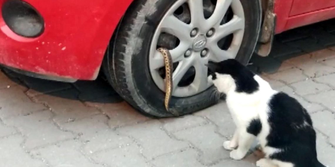 Avcılar’da mahallelinin yılan isyanı