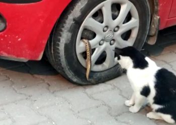 Avcılar’da mahallelinin yılan isyanı