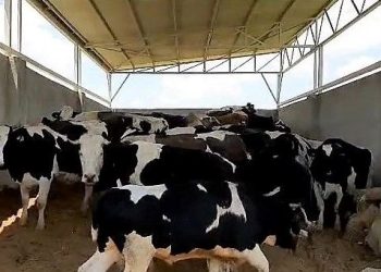 Bakımını üstlendiği 3,5 milyon TL kıymetindeki 28 ineği çaldı