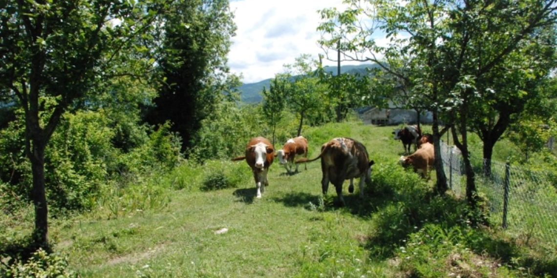 Bartın’da şap hastalığı nedeniyle hayvan pazarları kapatıldı