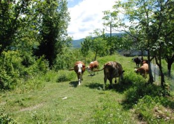 Bartın’da şap hastalığı nedeniyle hayvan pazarları kapatıldı