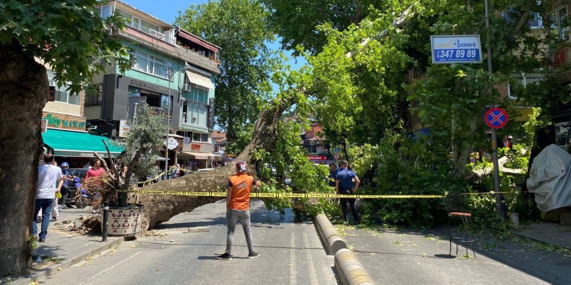 Çengelköy’de asırlık çınar ağacı caddeye devrildi