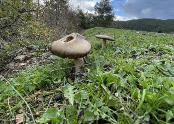 Çorum’da 19 kişi mantardan zehirlendi