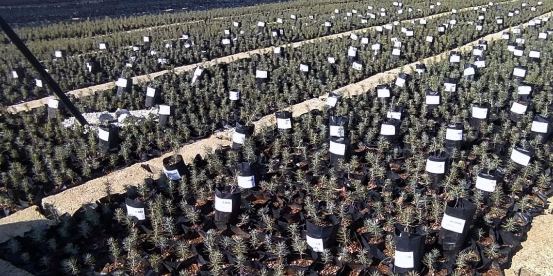 Dikilen fidanların gelişimini takip etmek için uygulama geliştirdi