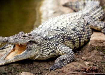Dişi timsahlar tek başlarına üreyebiliyor