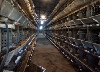 Diyarbakır’da kümes yangını | 12 bin 500 tavuk öldü