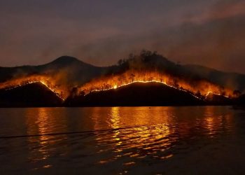 Dünya Kaynakları Enstitüsü: Yağmur ormanlarının yok olma oranı yüzde 10 arttı