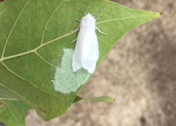 Düzce’de “Amerikan Beyaz Kelebeği” tehdidi