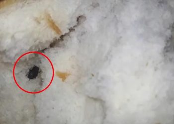 Ekmeğin içinden böcek çıktı