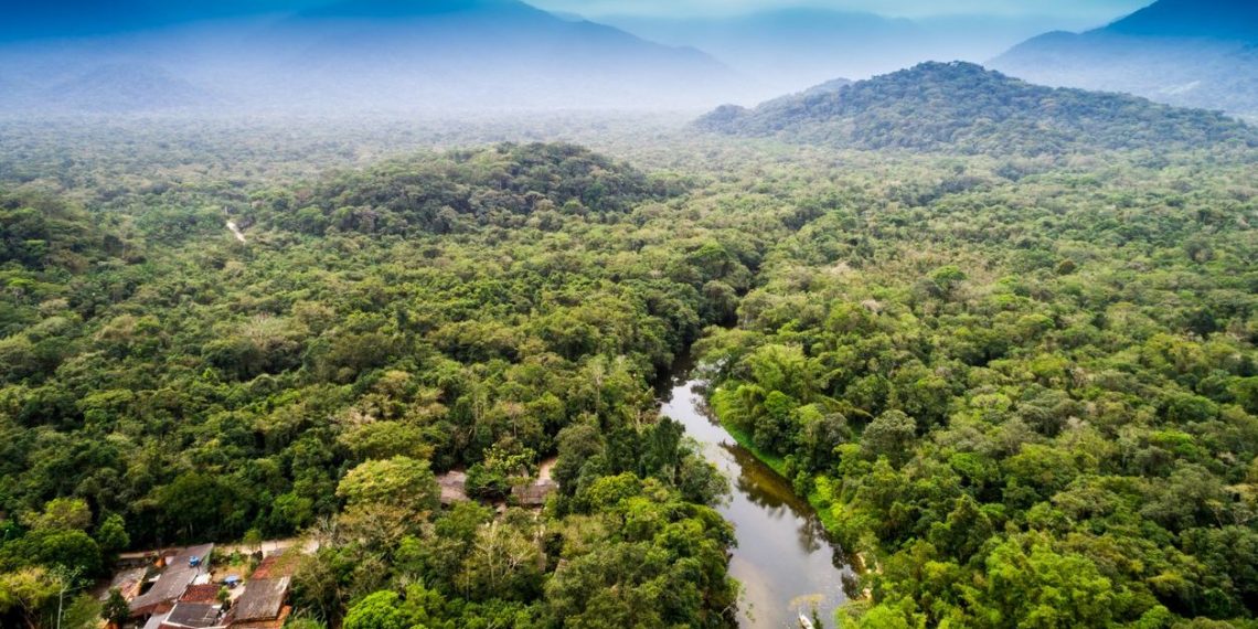 Ekosistem alarmı: Yağmur ormanlarının yok olma oranı yüzde 10 arttı