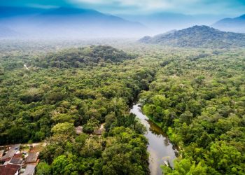 Ekosistem alarmı: Yağmur ormanlarının yok olma oranı yüzde 10 arttı