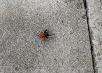 Eskişehir’de “zehirli uğur böceği örümceği” görüldü