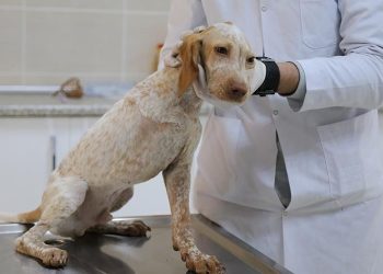 Geçersiz veterinere ertelemesiz ceza