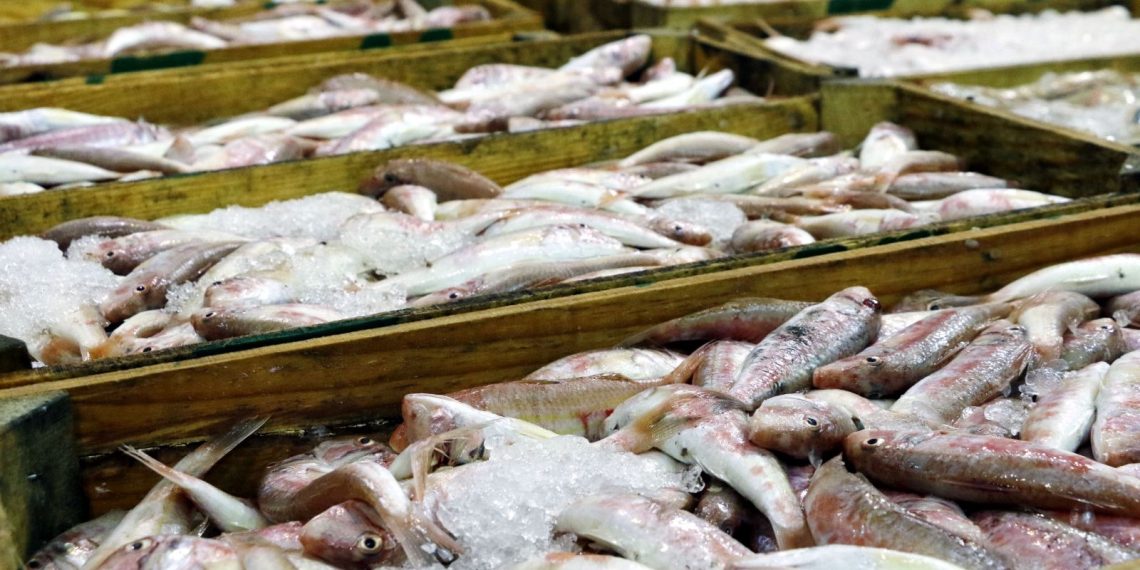 Hamsi en çok avlanan balık oldu