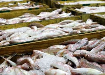 Hamsi en çok avlanan balık oldu