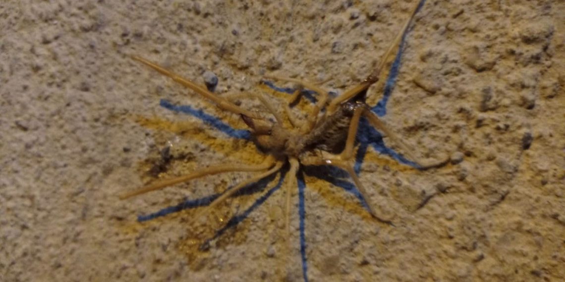 Havalar ısındı, sarıkız ortaya çıktı