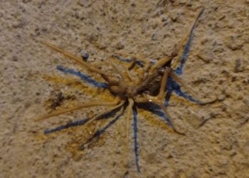 Havalar ısındı, sarıkız ortaya çıktı