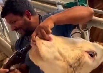 “İneğe içki” görüntüsünün akabinde gözaltına alındı