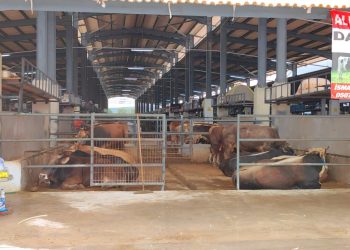 İnegöl hayvan pazarında şap karantinası