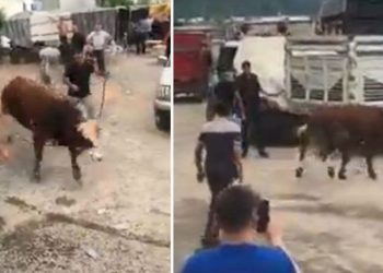 İpini koparan boğa kaçtı