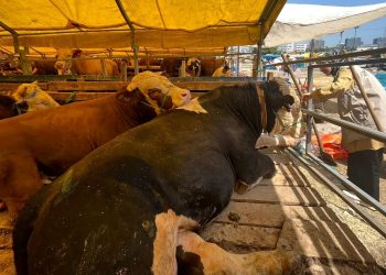 İstanbul’da kurban pazarlarında kontrol