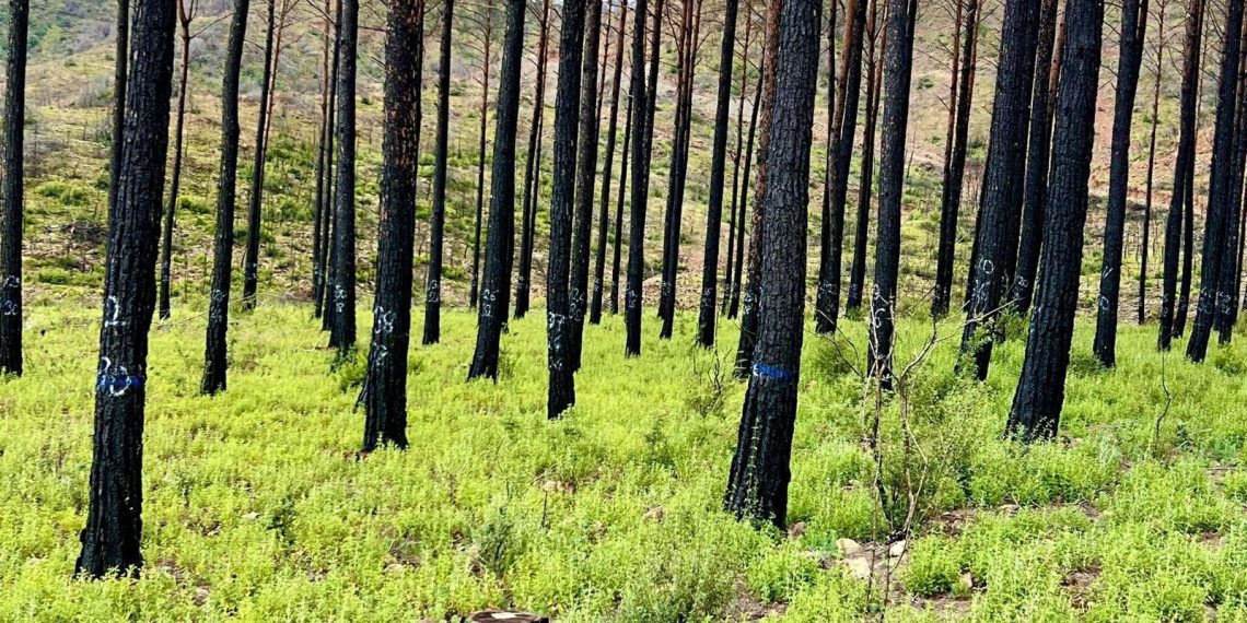 İstanbul’da ormanlara giriş yasaklandı