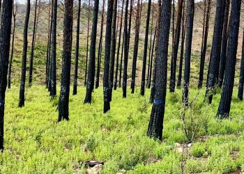 İstanbul’da ormanlara giriş yasaklandı